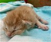 adoptable Cat in houston, TX named LEMONGRASS