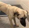 adoptable Dog in houston, TX named BENJI
