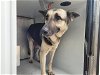adoptable Dog in houston, TX named IVY