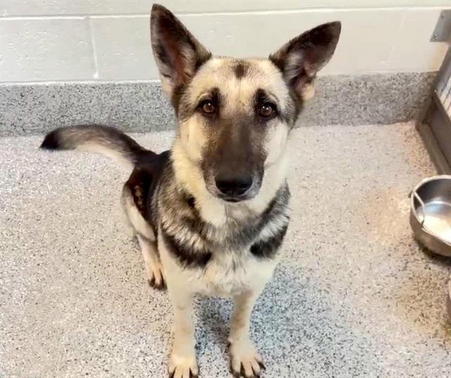 adoptable Dog in Houston, TX named IVY