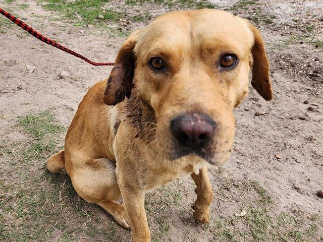 adoptable Dog in Houston, TX named SAGE