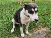adoptable Dog in houston, TX named JADE