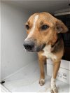 adoptable Dog in houston, TX named A620621