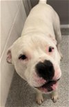 adoptable Dog in houston, TX named A620638
