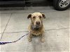 adoptable Dog in houston, TX named KODA
