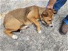 adoptable Dog in houston, TX named BRANDY