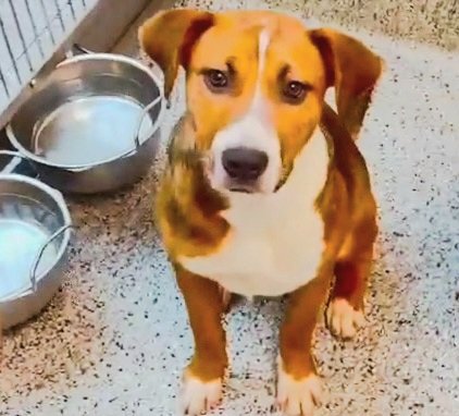 adoptable Dog in Houston, TX named BRANDY