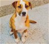 adoptable Dog in houston, TX named BARBIE