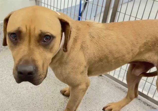 adoptable Dog in Houston, TX named ORION