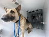 adoptable Dog in houston, TX named A620671