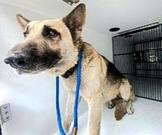adoptable Dog in Houston, TX named A620671