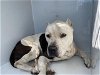 adoptable Dog in houston, TX named CHANEL