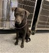 adoptable Dog in houston, TX named A620714