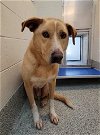 adoptable Dog in houston, TX named AUSTIN