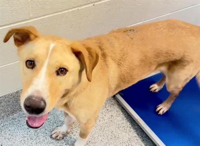 adoptable Dog in Houston, TX named AUSTIN