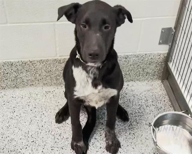 adoptable Dog in Houston, TX named INK