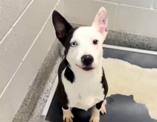 adoptable Dog in Houston, TX named OREO