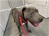adoptable Dog in houston, TX named ASHER