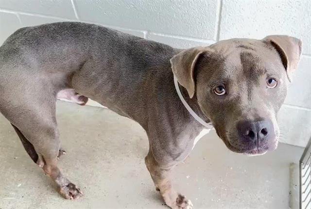 adoptable Dog in Houston, TX named ASHER