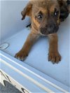 adoptable Dog in houston, TX named BERT