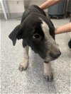 adoptable Dog in  named RIVER