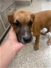 adoptable Dog in houston, TX named CLOVER