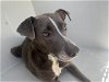 adoptable Dog in  named A620802