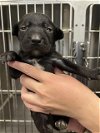 adoptable Dog in houston, TX named A620805