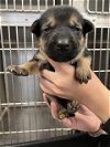 adoptable Dog in hou, TX named A620809