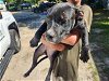 adoptable Dog in houston, TX named COOPER