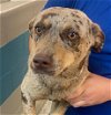 adoptable Dog in houston, TX named HAZEL