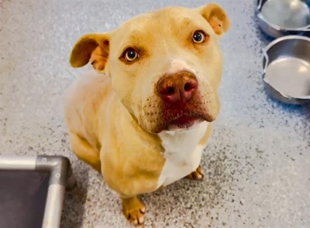 adoptable Dog in Houston, TX named COOKIE