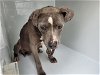 adoptable Dog in  named A620898