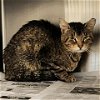 adoptable Cat in houston, TX named A620656