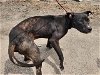 adoptable Dog in hou, TX named ENZO