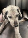 adoptable Dog in hou, TX named A620987