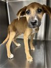adoptable Dog in hou, TX named A620990