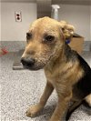 adoptable Dog in hou, TX named A620991