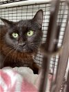 adoptable Cat in hou, TX named A620995