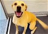 adoptable Dog in houston, TX named BAILEY