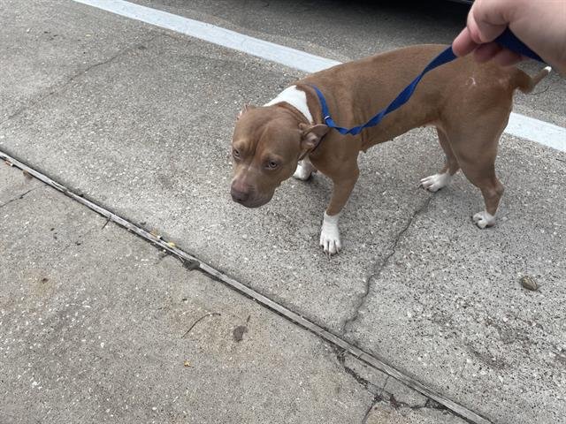 adoptable Dog in Houston, TX named JENNY