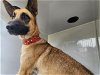adoptable Dog in houston, TX named ALLUKA
