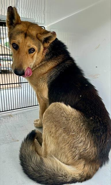 Dog adoption in Houston, TX 77076: German Shepherd Dog (long coat) Dog ...