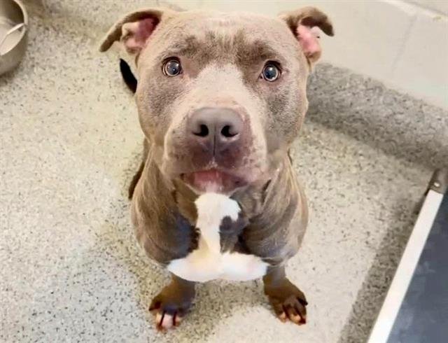 adoptable Dog in Houston, TX named A621134
