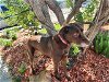 adoptable Dog in hou, TX named EMBER