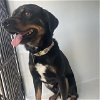 adoptable Dog in houston, TX named BISCUIT