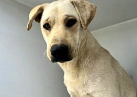 adoptable Dog in Houston, TX named A621227