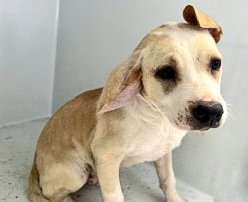 adoptable Dog in Houston, TX named SWEETS