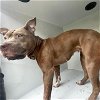 adoptable Dog in  named A621247