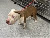 adoptable Dog in houston, TX named KATHY